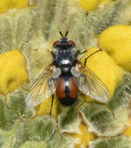 Besseria lateritia